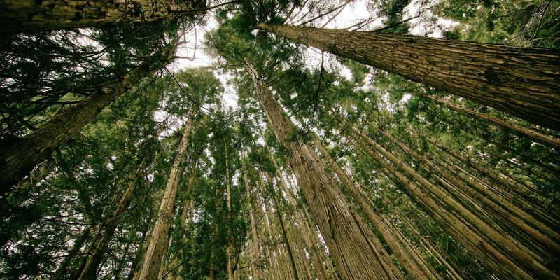 河北特色石材品种在园林景观中的应用：从易县青到承德绿的匠心营造