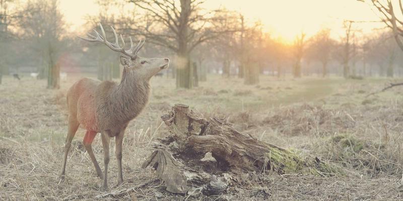 河北石材加工评测：建筑材料的品质之选与大理石应用解析